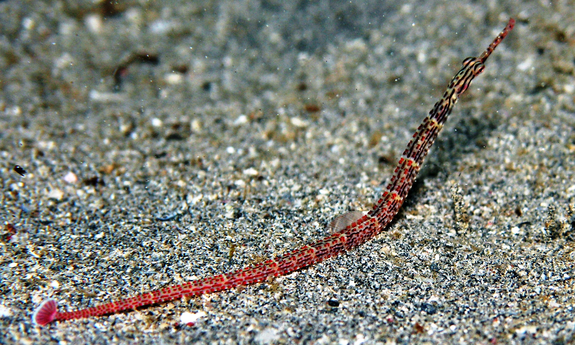 Harlequin Pipefish